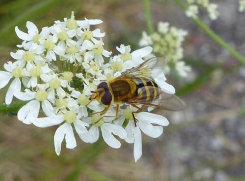 Syrphus ribesii